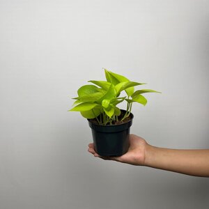 Epipremnum aureum 'Neon' (Pot Size 12cm)   Neon pothos - image 2