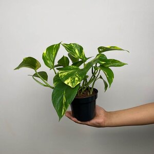 Epipremnum aureum (Pot Size 12cm) Devil's Ivy - image 2