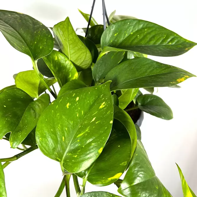 Epipremnum aureum (Pot Size 15cm) Devil's Ivy - image 1