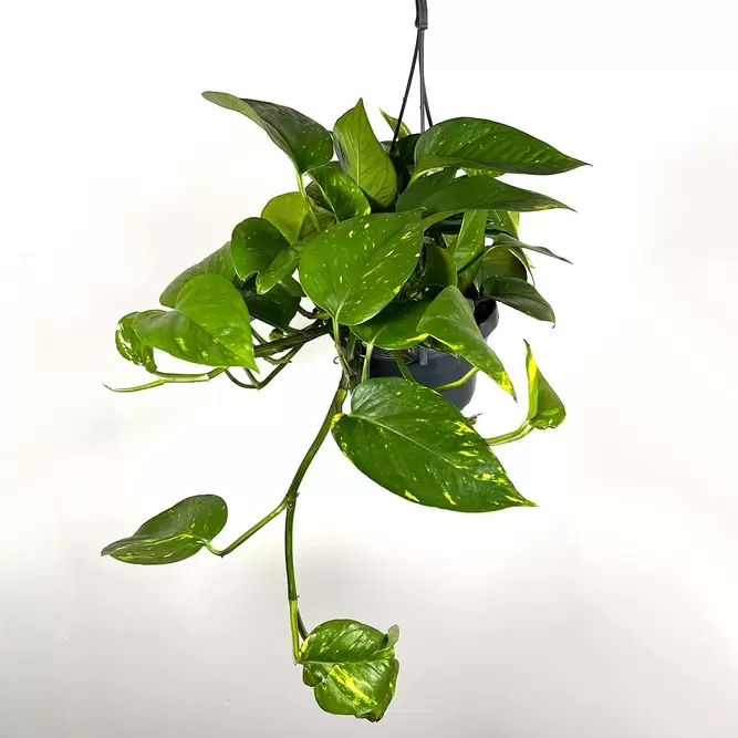 Epipremnum aureum (Pot Size 15cm) Devil's Ivy - image 2