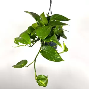 Epipremnum aureum (Pot Size 15cm) Devil's Ivy - image 2
