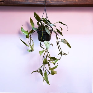 Epipremnum pinnatum 'Cebu Blue' Hanging Plant (Pot Size 15cm) Pothos 'Cebu Blue' - image 2