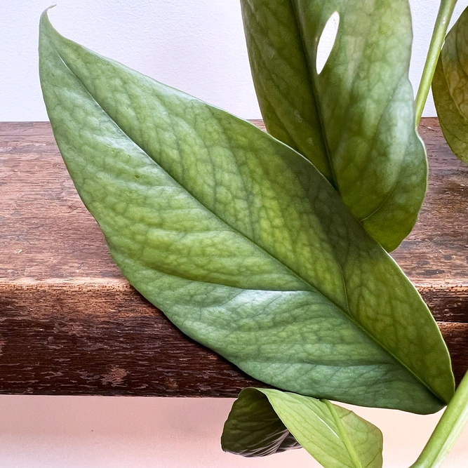 Epipremnum pinnatum 'Cebu Blue' Hanging Plant (Pot Size 15cm) Pothos 'Cebu Blue' - image 3