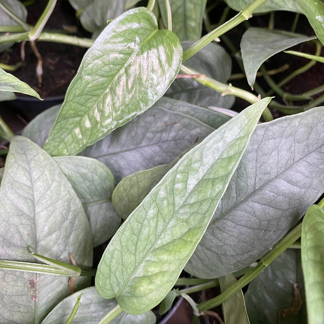 Epipremnum pinnatum 'Cebu Blue' (Pot Size 12cm) Pothos 'Cebu Blue'