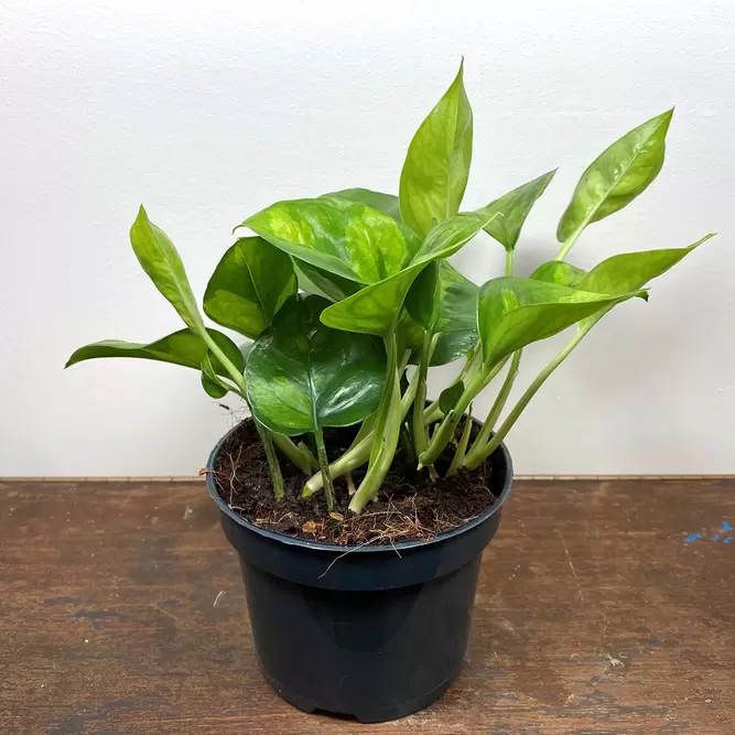 Epipremnum pinnatum 'Global Green' (Pot Size 12cm)  Pothos 'Global Green' - image 1