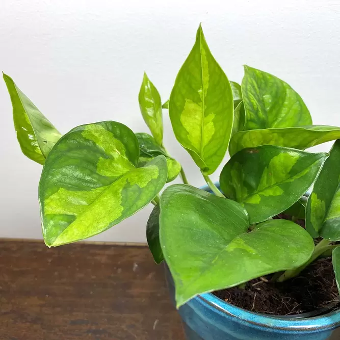 Epipremnum pinnatum 'Global Green' (Pot Size 12cm)  Pothos 'Global Green' - image 3