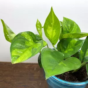 Epipremnum pinnatum 'Global Green' (Pot Size 12cm)  Pothos 'Global Green' - image 3