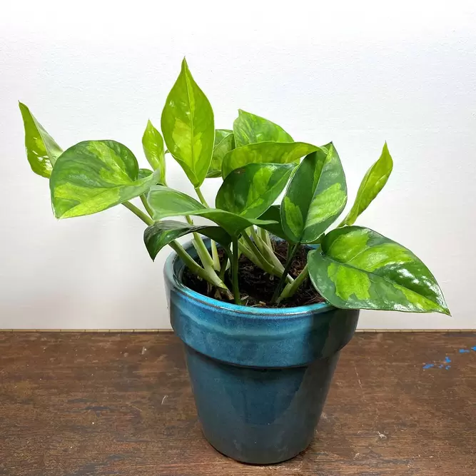 Epipremnum pinnatum 'Global Green' (Pot Size 12cm)  Pothos 'Global Green' - image 1