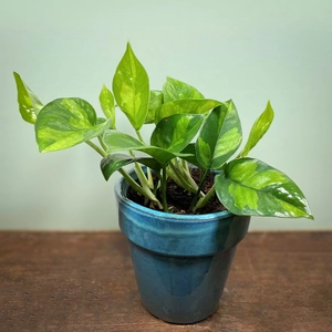 Epipremnum pinnatum 'Global Green' (Pot Size 15cm)  Pothos 'Global Green' - image 1