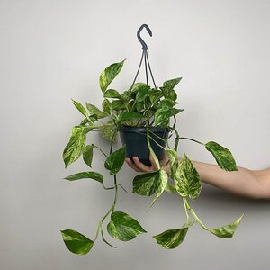 Epipremnum pinnatum 'Marble Queen' (Hanging Pot 15cm)   Devil's ivy / Pothos - image 3