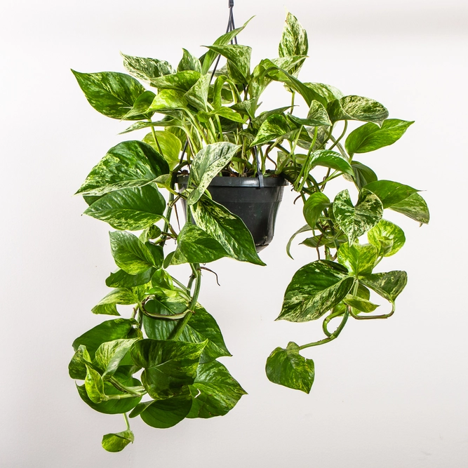 Epipremnum pinnatum 'Marble Queen' (Hanging Pot 15cm)   Devil's ivy / Pothos - image 1