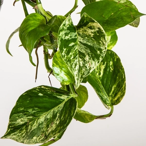 Epipremnum pinnatum 'Marble Queen' (Hanging Pot 15cm)   Devil's ivy / Pothos - image 2