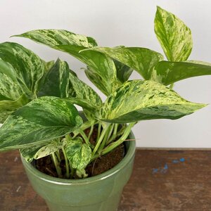 Epipremnum pinnatum 'Marble Queen' (Pot Size 12cm)   Devil's ivy / Pothos - image 1