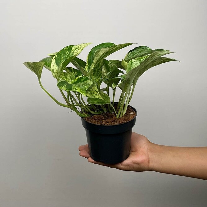 Epipremnum pinnatum 'Marble Queen' (Pot Size 12cm)   Devil's ivy / Pothos - image 2