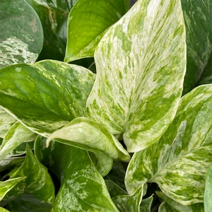 Epipremnum pinnatum 'Marble Queen' (Pot Size 12cm)   Devil's ivy / Pothos - image 3