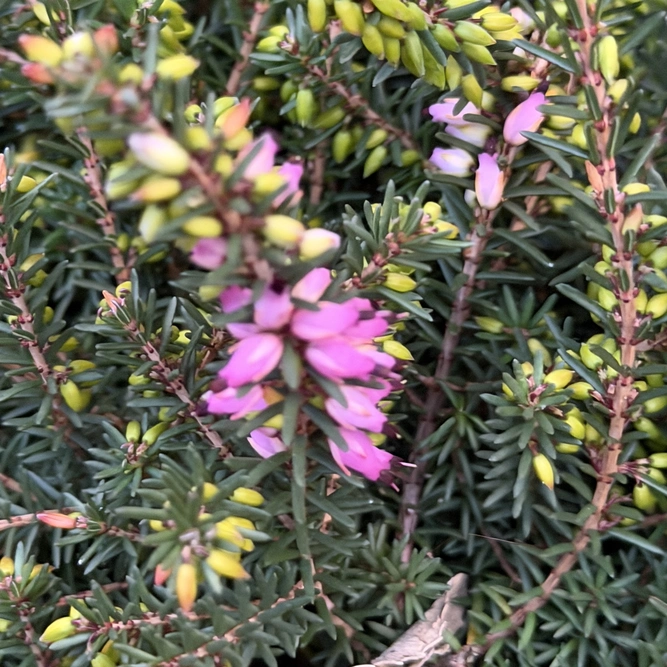 Erica 'Darleyensis' Pink (Pot Size 13cm) - image 1