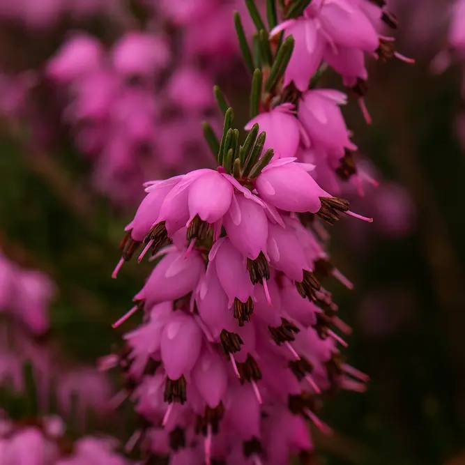 Erica 'Darleyensis' Pink (Pot Size 10.5cm)