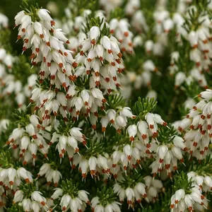 Erica 'Darleyensis' White
