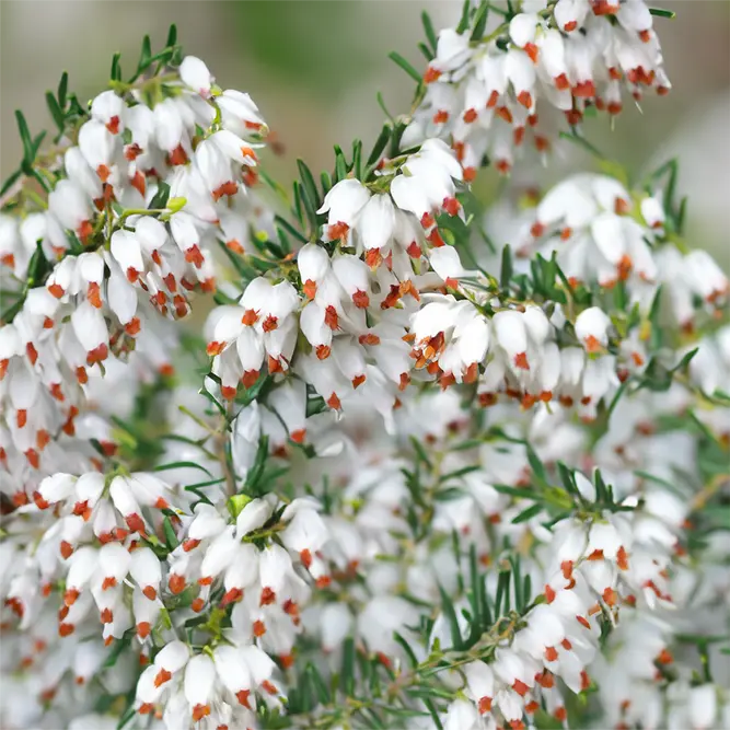 Erica × darleyensis 'White Perfection' (Pot Size 12cm) White Heather