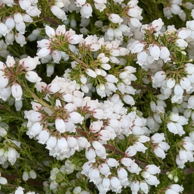 Erica gracillis White (Pot Size 12cm) White Cape Heather