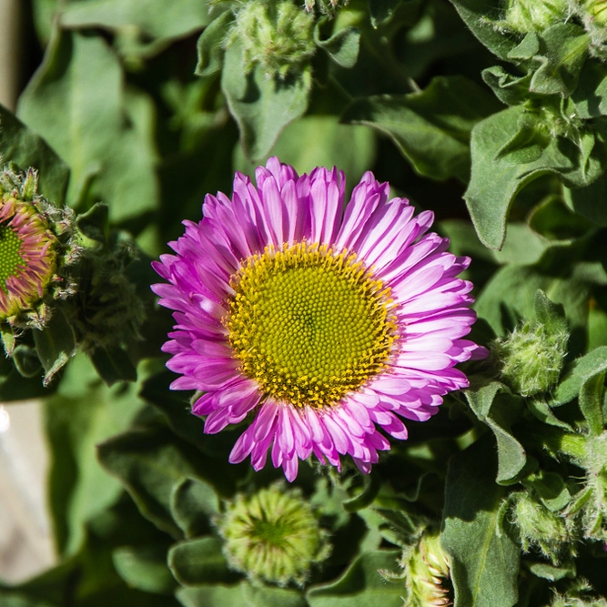 Seaside Fleabane - Erigeron Glaucus 'Sea Breeze'