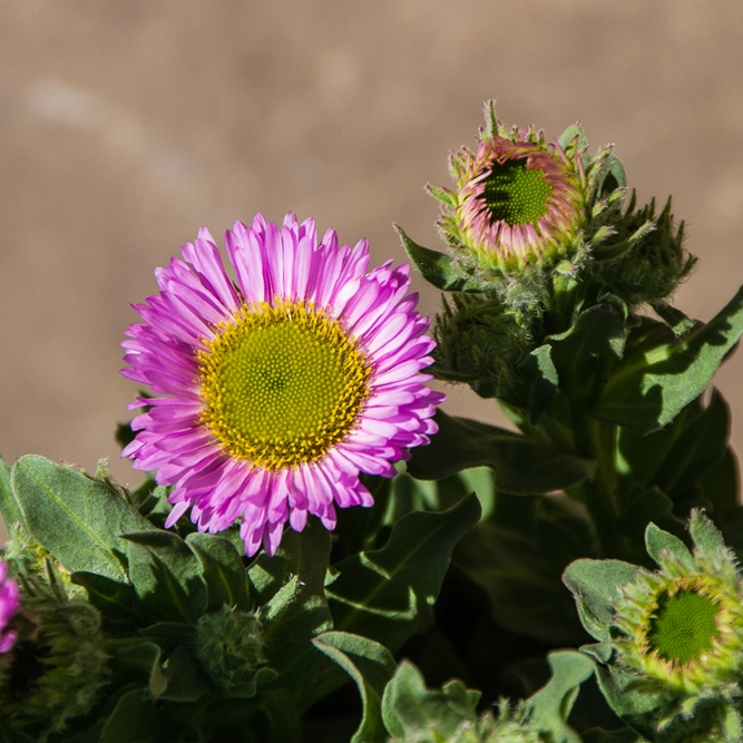 Seaside Fleabane - Erigeron Glaucus 'Sea Breeze'