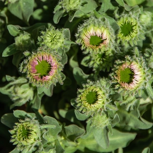 Seaside Fleabane - Erigeron Glaucus 'Sea Breeze'