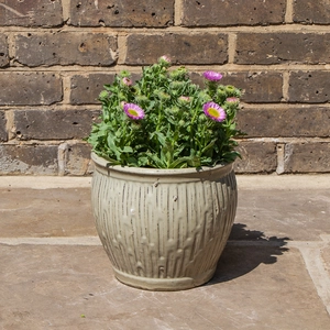 Seaside Fleabane - Erigeron Glaucus 'Sea Breeze'