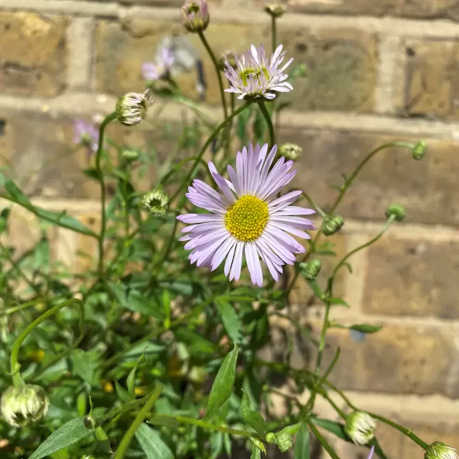 Erigeron karvinskianus 'Lavender Lady' (Pot Size 3L)