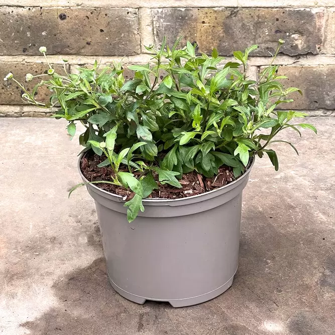 Erigeron karvinskianus (Pot Size 1L) - Mexican Fleabane - image 1