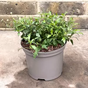 Erigeron karvinskianus (Pot Size 1L) - Mexican Fleabane - image 1