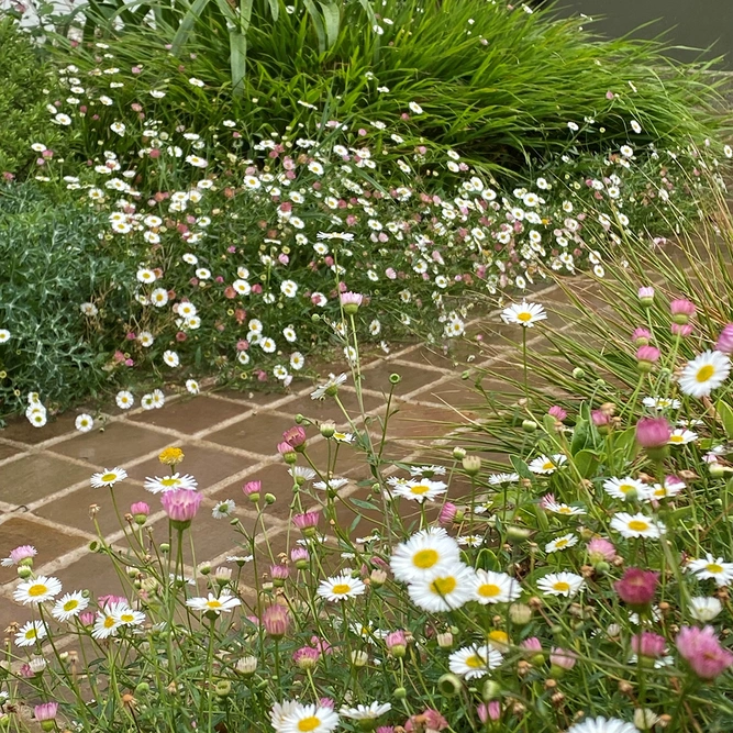 Erigeron karvinskianus (Pot Size 1L) - Mexican Fleabane - image 3