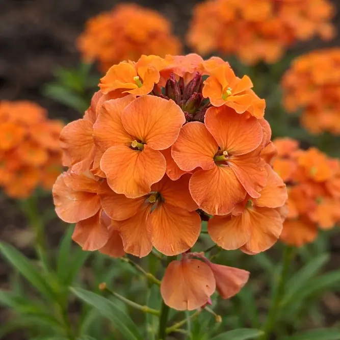 Erysimum 'Apricot Delight' (Pot Size 2L) - Perennial wallflower