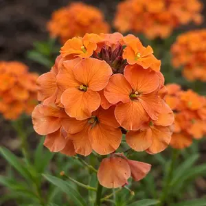 Erysimum 'Apricot Delight' (Pot Size 2L) - Perennial wallflower