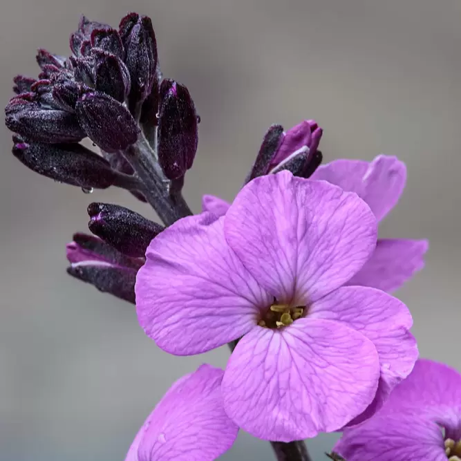 Erysimum 'Bowles Mauve' Alt (Pot Size 2L) - Perennial wallflower - image 1