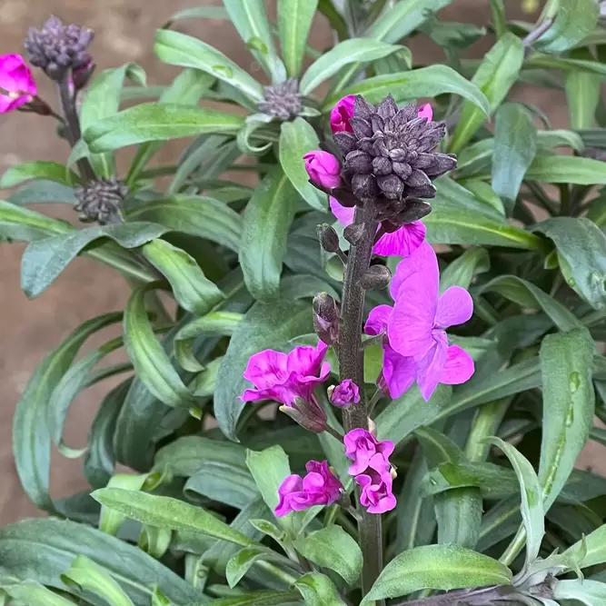 Erysimum 'Bowles Mauve' Alt (Pot Size 2L) - Perennial wallflower - image 2