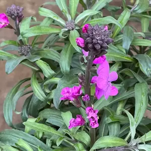 Erysimum 'Bowles Mauve' Alt (Pot Size 2L) - Perennial wallflower - image 2