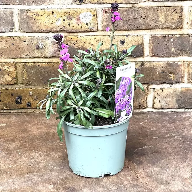 Erysimum 'Bowles Mauve' Alt (Pot Size 2L) - Perennial wallflower - image 3
