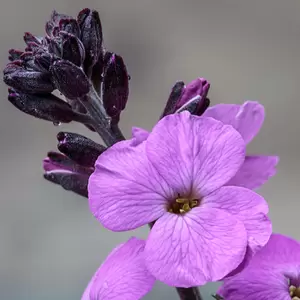 Erysimum 'Bowles Mauve' (Pot Size 2L) - Perennial wallflower - image 1