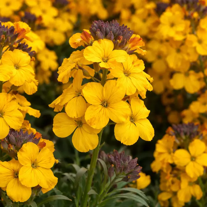 Erysimum 'Erysistible Yellow' (Pot Size 1L) Wallflower - image 1