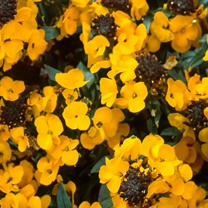 Erysimum 'Fragrant Sunshine' (Pot Size 17cm) Fragrant Sunshine Wallflower - image 1