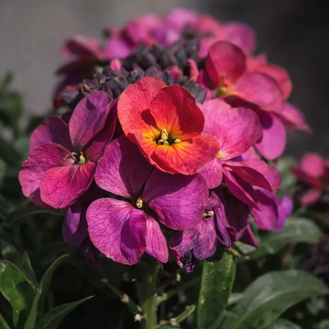 Erysimum 'Magenta' (Pot Size 2L) - Perennial wallflower