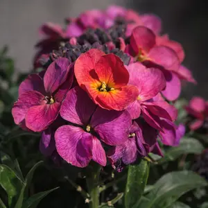 Erysimum 'Magenta' (Pot Size 2L) - Perennial wallflower