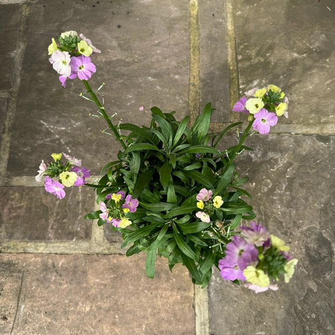 Erysimum 'Purple Glow' (Pot Size 2L) Wallflower - image 2