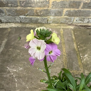 Erysimum 'Purple Glow' (Pot Size 2L) Wallflower - image 3