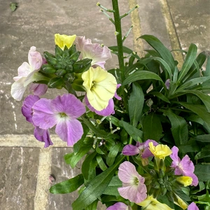 Erysimum 'Purple Glow' (Pot Size 2L) Wallflower - image 4