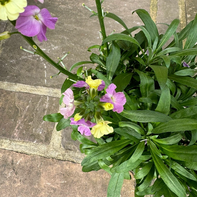 Erysimum 'Purple Glow' (Pot Size 2L) Wallflower - image 5