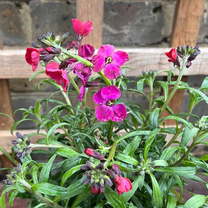 Erysimum 'Red Jep' (Pot Size 3ltr) Perennial Wall Flower - image 1