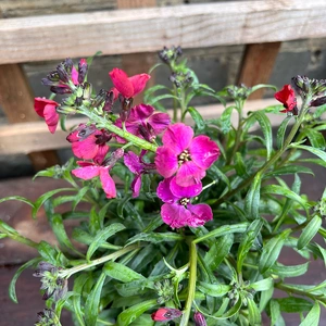 Erysimum 'Red Jep' (Pot Size 3ltr) Perennial Wall Flower - image 2