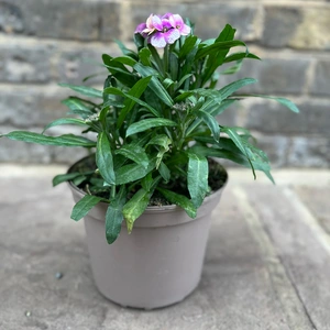 Erysimum 'Winter Charm' (Pot Size 2Ltr) Perennial Wallflower - image 3